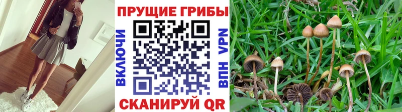 Псилоцибиновые грибы GOLDEN TEACHER  Чехов 